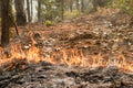 Bushfire in forest ,Thailand Royalty Free Stock Photo