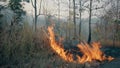 Bushfire near road in national park. Climat change crisis. Forest wildfire in dry season. Fotage 4k