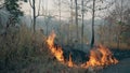 Bushfire near road in national park. Climat change crisis. Forest wildfire in dry season. Fotage 4k