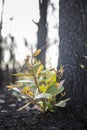 Bushfire regrowth from burnt bush