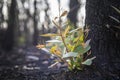 Bushfire regrowth from burnt bush in Australia Royalty Free Stock Photo