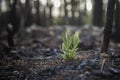 Bushfire regrowth from burnt bush in Australia Royalty Free Stock Photo
