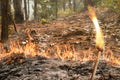 Bushfire in forest ,Thailand Royalty Free Stock Photo