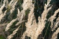 bushgrass in the filed, close-up.