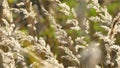 Bushgrass or Feathertop in the sun, Calamagrostis epigejos in autumn sunlight