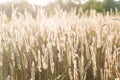 Calamagrostis arundinacea at sunset field