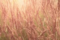 bushgrass, meadow with lots of spikelet plants on bright sun