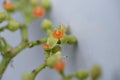 Bushkiller Cayratia japonica