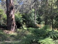 The bushland along the Jamieson river Royalty Free Stock Photo