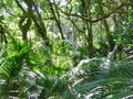 Bushland with palms