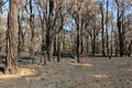 Bushland after a planned, controlled burn