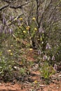 Bushland in the springtime with wildflowers including pink mulla mulla Royalty Free Stock Photo