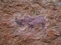 Bushman Rino Painting Royalty Free Stock Photo