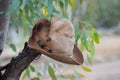 Bushman's Hat Royalty Free Stock Photo