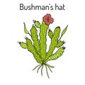 Bushmans hat Hoodia gordonii , medicinal plant Royalty Free Stock Photo