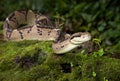 A bushmaster venomous snake Royalty Free Stock Photo