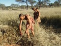 Bushmen hunters in a fields search Royalty Free Stock Photo