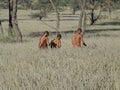 Bushmen hunters in a fields search Royalty Free Stock Photo