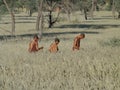 Bushmen hunters in a fields search Royalty Free Stock Photo