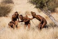 Bushmen hunters