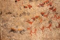 Bushmen rock painting Royalty Free Stock Photo
