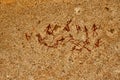 Bushmen rock painting of human figures and antelopes, giraffe of the Matopos National Park, Zimbabwe