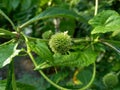 Bushmints also called cluster bushmint, musky bushmint, musky mint with a natural background.