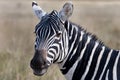 Bushnell zebra Royalty Free Stock Photo