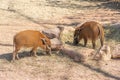 Bushpig, potamochoerus larvatus, member of the pig family