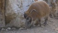 Bushpig snout mud