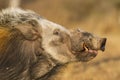 Bushpig, South Africa Royalty Free Stock Photo