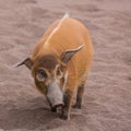 Bushpig in the zoo Royalty Free Stock Photo