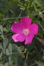 Bushs poppy mallow flower Royalty Free Stock Photo