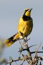 Bushshrike or Bokmakierie Bird