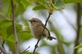Bushtit Royalty Free Stock Photo