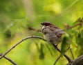 Bushtit or bewick wren bird, grey and brown, short plump body