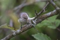 Bushtit eating Phantom Hemlock Looper moths Royalty Free Stock Photo