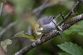 Bushtit eating Phantom Hemlock Looper moths