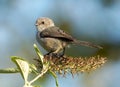 Bushtit - Psaltriparus minimus Royalty Free Stock Photo