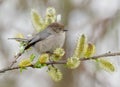 Bushtit Small Bird Royalty Free Stock Photo
