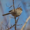 Bushtit resting on tree branch Royalty Free Stock Photo