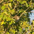 Bushtit resting in woods Royalty Free Stock Photo