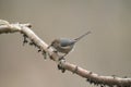 Bushtit resting in woods Royalty Free Stock Photo