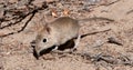 Bushveld Elephant Shrew (Elephantulus intufi) Kgalagadi Transfrontier Park, South Africa. Jpg