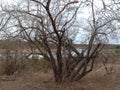 Bushveld Tree in winter Royalty Free Stock Photo