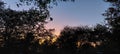 Bushveld winter sunset through the trees