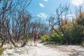 Bushwalker hiking on a sandy trail with scrub burnt by bushfire