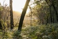 Bushwalking in Booderee National Park. NSW. Australia Royalty Free Stock Photo