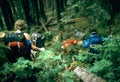 Bushwhacking - Climbers, descending Royalty Free Stock Photo