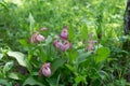 Bushwood of blooming rare specieswild orchids grandiflora Lady`s Slipper Cypripedium ventricosum in the grove.